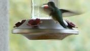 PICTURES/Hummingbirds/t_P1050087.JPG