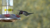 PICTURES/Hummingbirds/t_P1050213.JPG