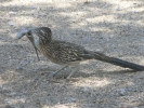 PICTURES/Roadrunner/t_P1000728.JPG