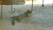 PICTURES/Squirrels/t_Squirrel10.JPG