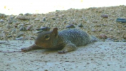 PICTURES/Squirrels/t_Squirrel13.JPG