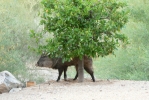 PICTURES/Javalina/t_P1030068.JPG